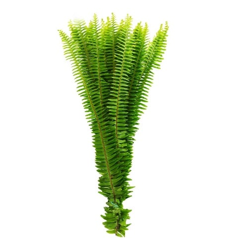 Sword Fern