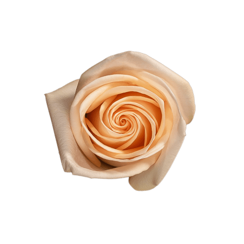 Tiffany Peach Rose