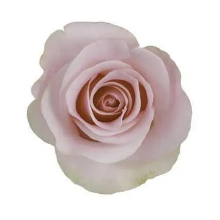 Light Pink Roses 100 stems