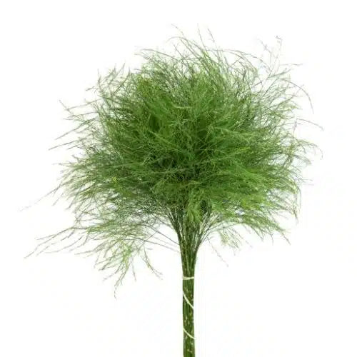 Tree Fern 250 stem