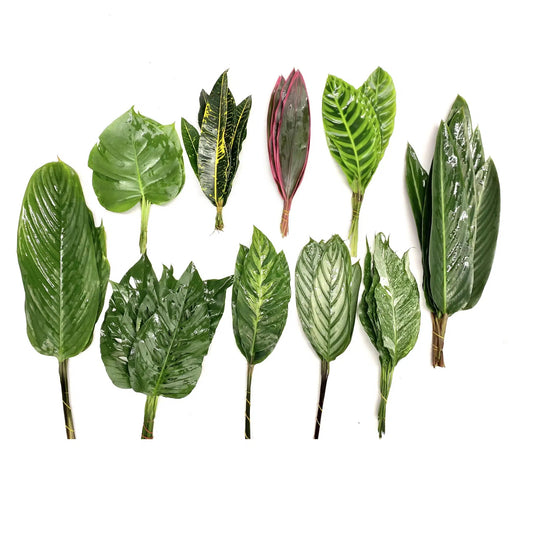Tropical Leaf Mix 200