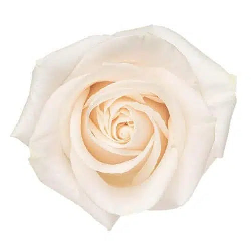 Vendela Roses, 100 stems