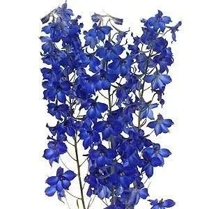 Volkenfrieden Blue Delphinium 100 Stems