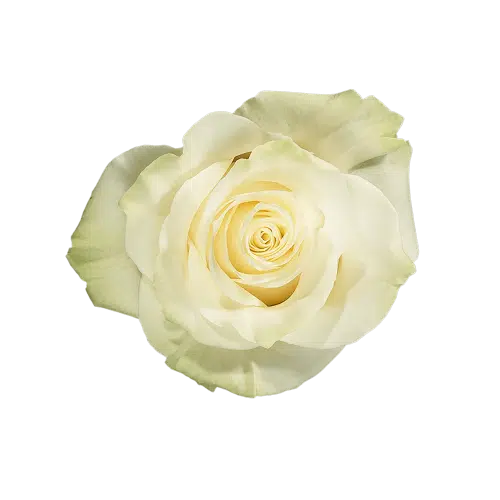 Cream White Mondial Rose