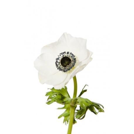 Anemone Flowers 100 stems