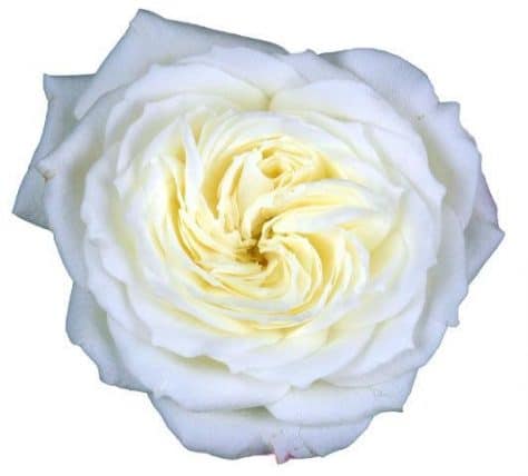White Garden Roses