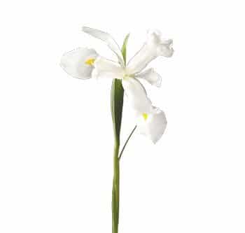 White Iris Flower 100 Stems