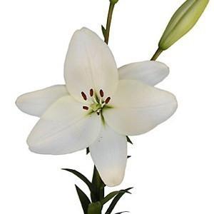 White Asiatic Lily