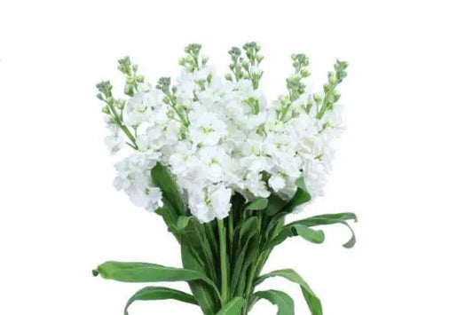 White Stock Flowers, 100 Stems