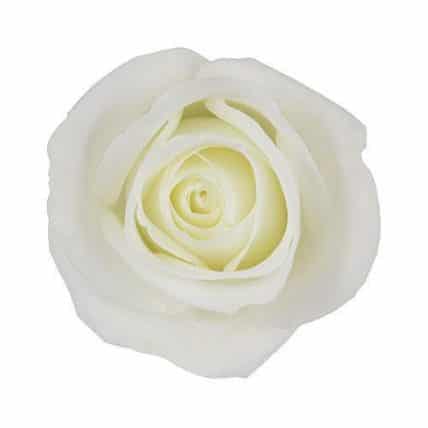TIBET WHITE ROSES