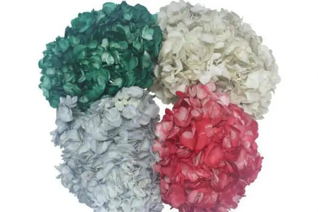 Christmas Dyed Hydrangeas, 30 stems
