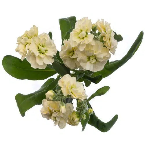 Yellow Stock Flowers, 100 stems