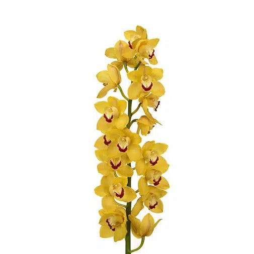 Yellow Cymbidium, 10 stems