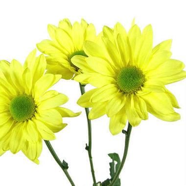 Yellow Daisy Flower