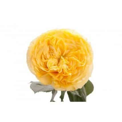 Yellow Garden Roses 36 stems