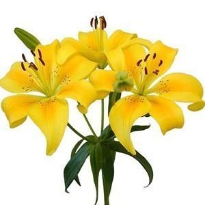Yellow Asiatic Lily