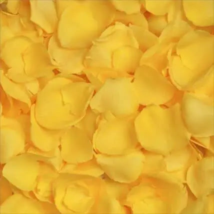 Yellow Fresh Rose Petals in Bulk
