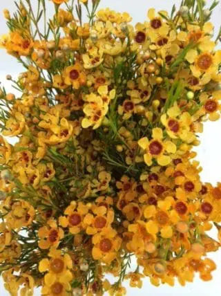 Yellow Tinted Wax Flower 14 Bunch