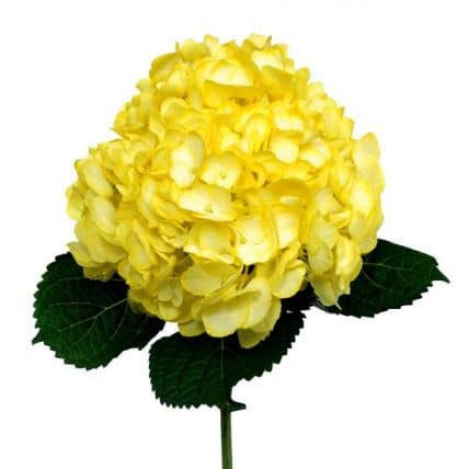 Yellow Dyed Hydrangea Flowers