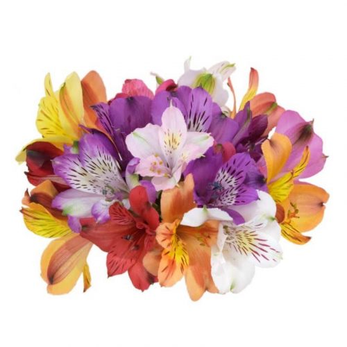 Mix Tiger Lilies Flower 120 stems