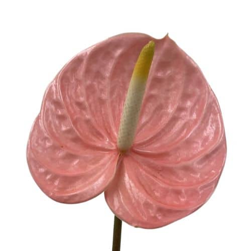 Pink Anthuriums