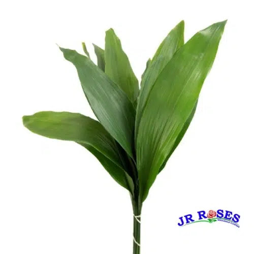 Aspidistra Greenery 100 Leaves