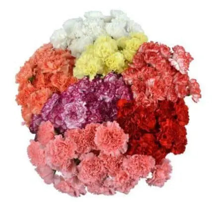 700 Carnation Assorted Flower