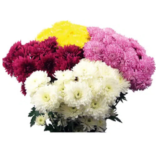 Cushion Pompons Flower 12 Bunch