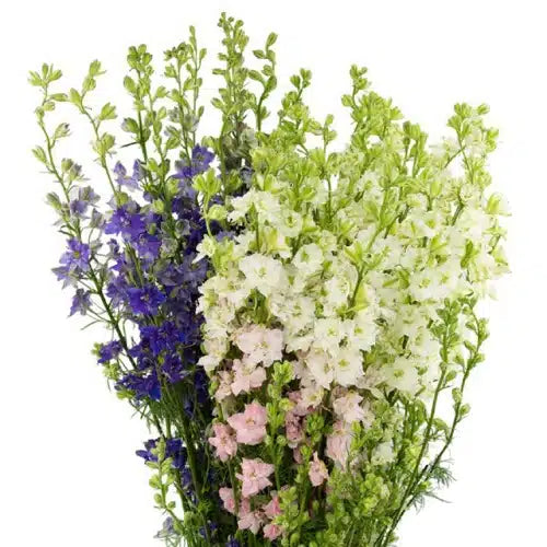 Assorted Delphinium Flowers 100 stems