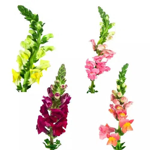 Assorted Snapdragon, 100 stems