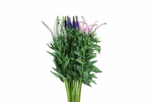 Veronica Flower 100 stems