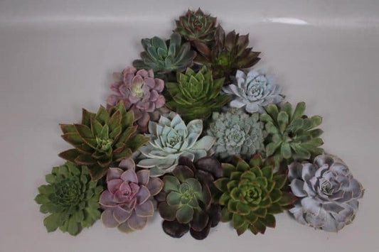 Succulent Echeveria 20 Blooms