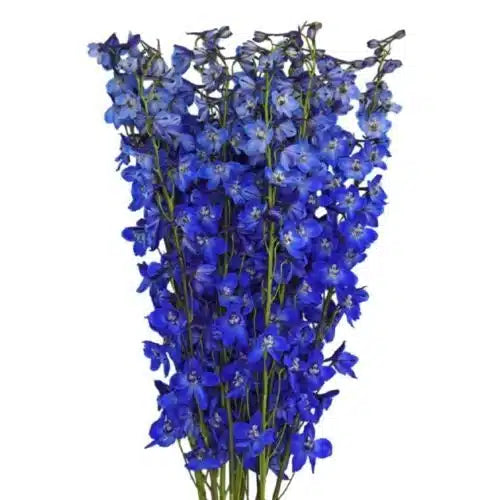 Blue Delphinium 100 Stems