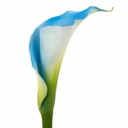 Blue Calla Lily Flower 40 stems