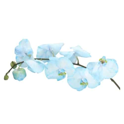 Phalaenopsis Dyed Blue, Peach or Violet, 15 stems