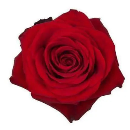 Red Roses 125 stems
