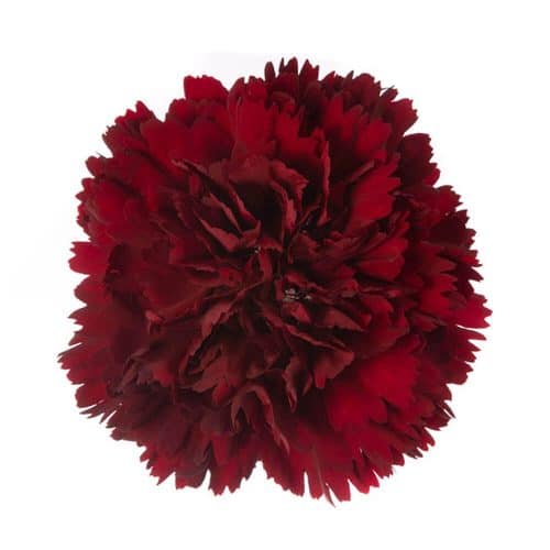 Burgundy Carnation Flower