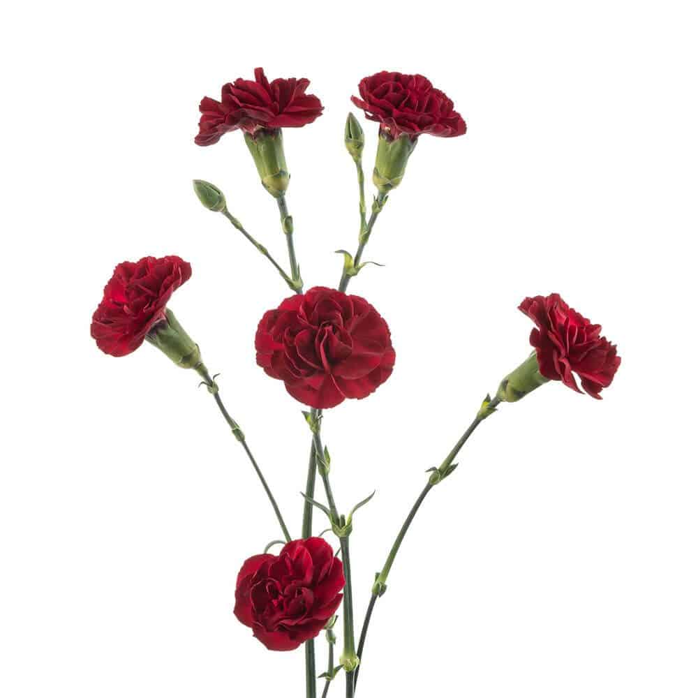 Burgundy Mini Carnation Flowers