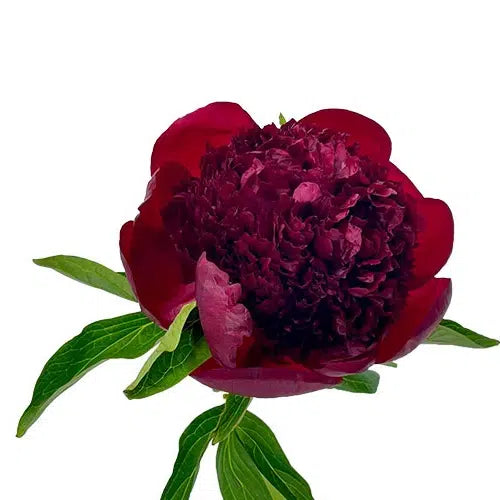 Burgundy Peony 60 stem