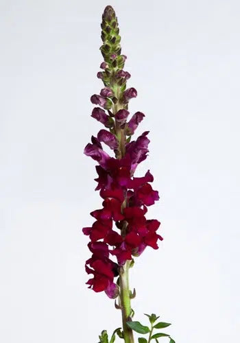 Burgundy Snapdragon, 100 stems
