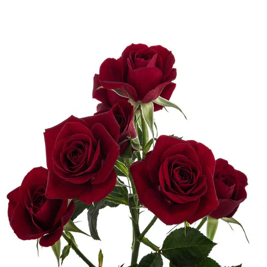 Burgundy Mini Spray Roses, 100 Stem
