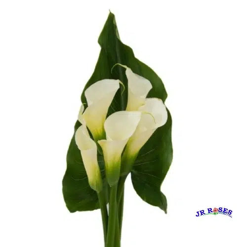 Calla White Lily 5 stem, 8 Bouquets
