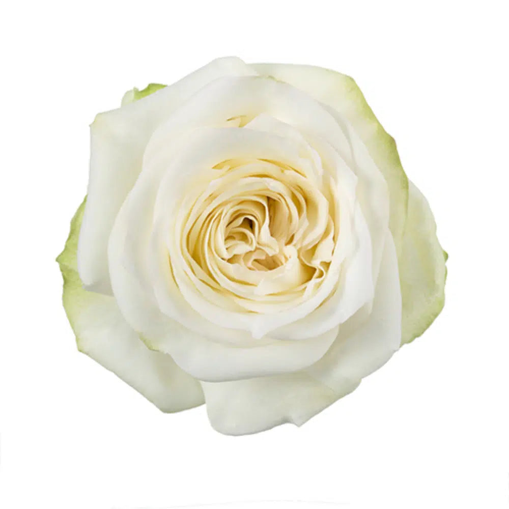 Candlelight Cream Roses 100 Stems