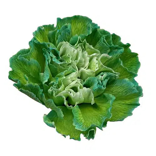 Green Tinted Carnation Flowers 175 stems