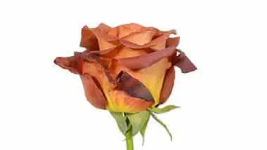 Coffee Roses, 100 stems