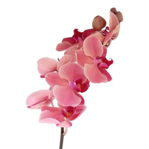 Coral Phalaenopsis, 12 stem