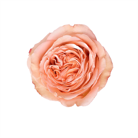 Country Home Garden Roses, 100 stems