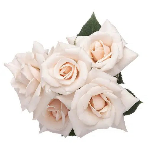 Cream Mini Spray Roses, 100 stems