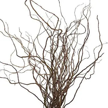 Curly Willow Branches 100