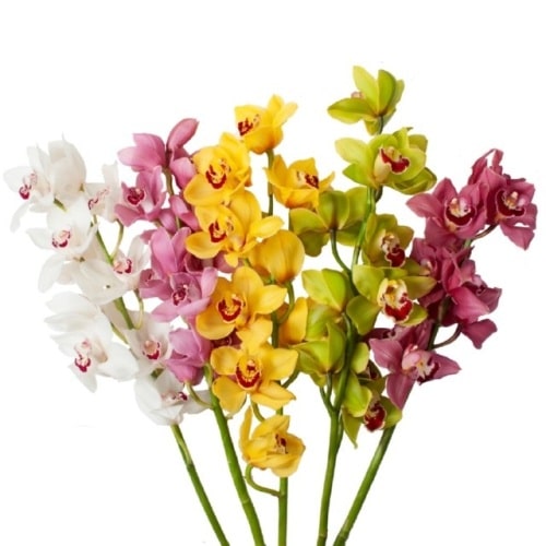 Assorted Cymbidiums, 10 Stems